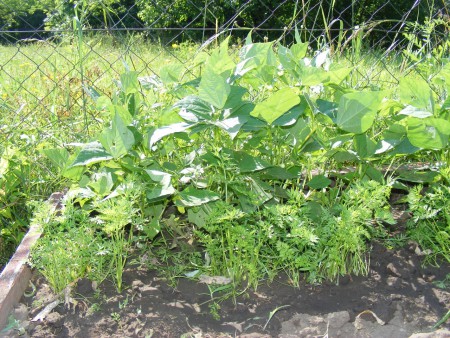 Virágzik a babunk 2015.06.11.